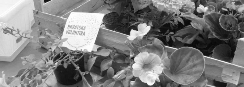 cetvrtak-i-petak-na-hrvatska-volontira